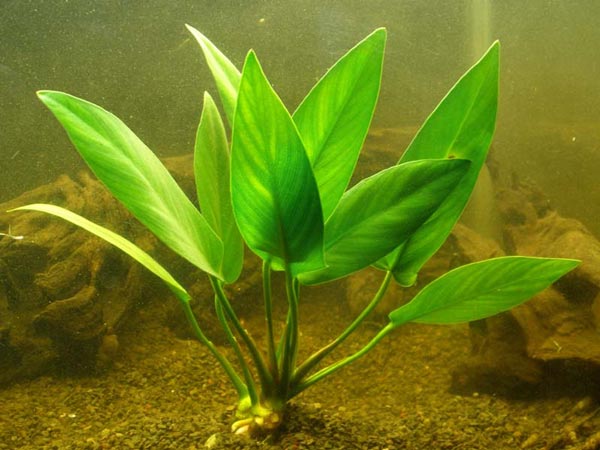 aquarium plants