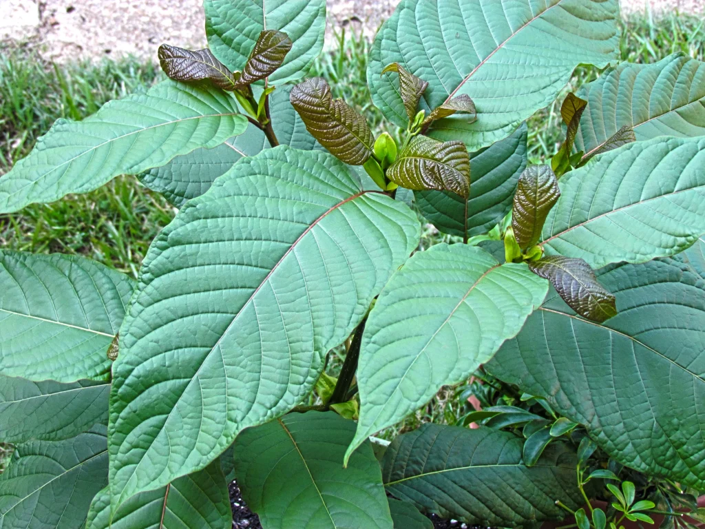 Kratom For Clarity